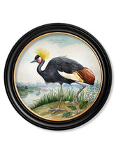 Audubon Style Cranes in Round Frame