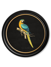 C.1884 Dark Collection of Macaws in Round Frames