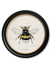 C.1892 British Bees in Round Frames