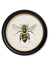 C.1892 British Bees in Round Frames