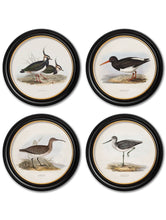 C.1837 British Coastal Birds in Round Frame