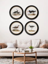 C.1837 British Coastal Birds in Round Frame