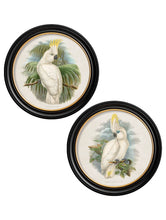 C.1875 Cockatoos in Round Frame