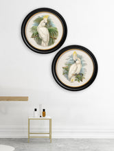 C.1875 Cockatoos in Round Frame