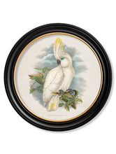 C.1875 Cockatoos in Round Frame