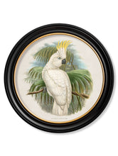 C.1875 Cockatoos in Round Frame