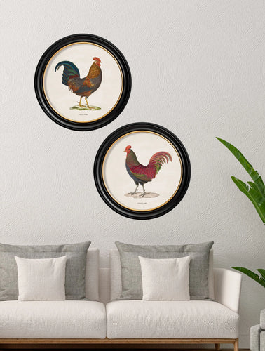 C.1838 Junglefowl in Round Frame