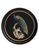 C.1847 Dark Peacock in Round Frame