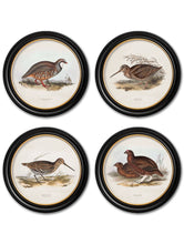 C.1837 British Game Birds in Round Frame