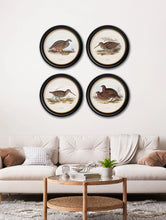 C.1837 British Game Birds in Round Frame