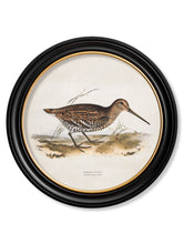 C.1837 British Game Birds in Round Frame