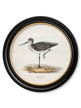 C.1837 British Coastal Birds in Round Frame