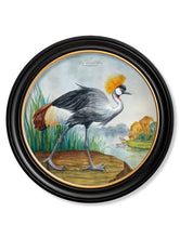 Audubon Style Cranes in Round Frame