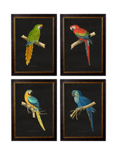 C.1884 Dark Collection of Macaws