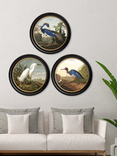 C.1838 Audubon's Herons in Round Frame