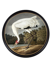 C.1838 Audubon's Hooping Crane in Round Frame