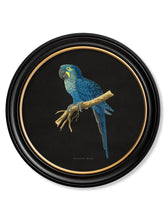 C.1884 Dark Collection of Macaws in Round Frames