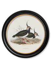 C.1837 British Coastal Birds in Round Frame