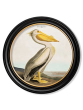 C.1838 Audubon's Pelican in Round Frame