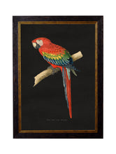 C.1884 Dark Collection of Macaws
