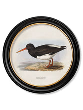 C.1837 British Coastal Birds in Round Frame