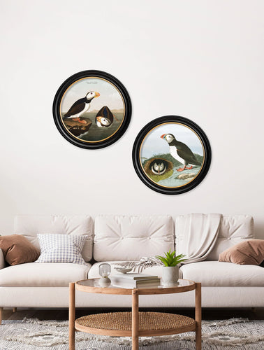 C.1838 Audubon's Puffins in Round Frame