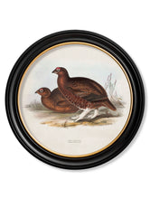 C.1837 British Game Birds in Round Frame