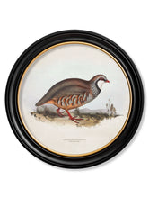 C.1837 British Game Birds in Round Frame