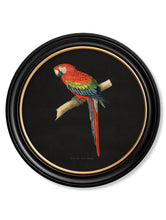 C.1884 Dark Collection of Macaws in Round Frames