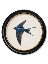 C.1875 Swallows in Round Frame