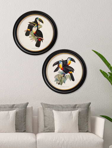 C.1848 Toucans in Round Frame