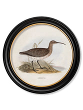 C.1837 British Coastal Birds in Round Frame