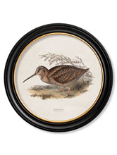 C.1837 British Game Birds in Round Frame