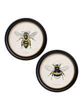 C.1892 British Bees in Round Frames