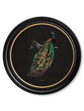 C.1847 Dark Peacock in Round Frame