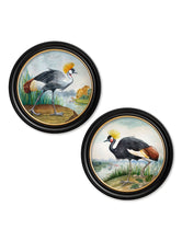 Audubon Style Cranes in Round Frame