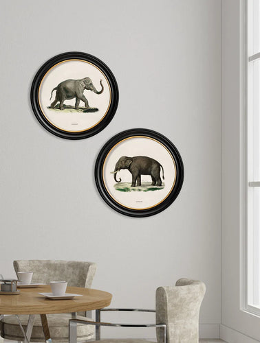 C.1846 Indian Elephant in Round Frame