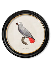 C.1800 Collection of Parrots 1 in Round Frames