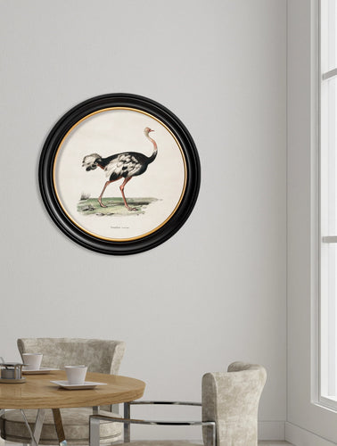 C.1846 Ostrich in Round Frame