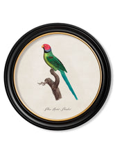 C.1800 Collection of Parrots 1 in Round Frames
