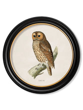 C.1870 British Owls in Round Frame