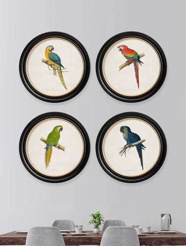 C.1884 Collection of Macaws in Round Frames