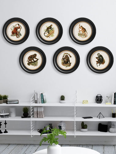 C.1910 Collection of Primates in Round Frame