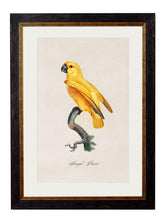 C.1800 Collection of Parrots