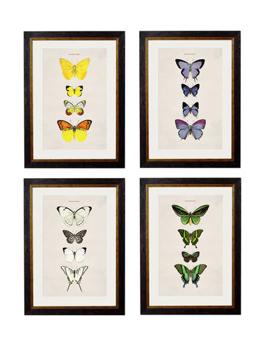 C.1835 Collection of Butterflies