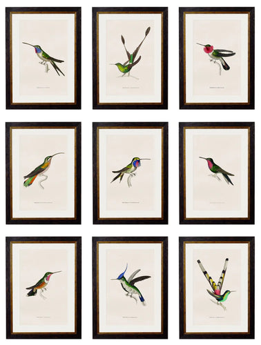 C.1833 Hummingbirds