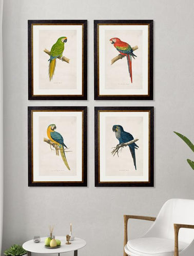 C.1884 Collection of Macaws