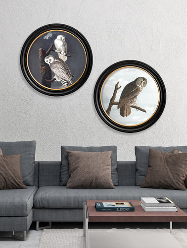 C.1838 Audubon's Owls in Round Frame