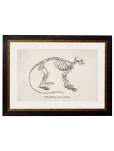 C.1870. Anatomical Skeletons