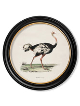 C.1846 Ostrich in Round Frame